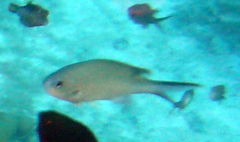 Azurina multilineata