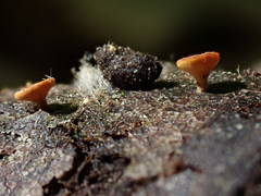 Hymenoscyphus repandus