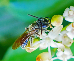 Gonandrena