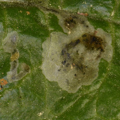 Pegomya hyoscyami group