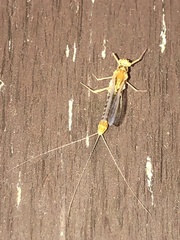 Ephemerella needhami