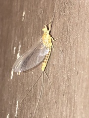 Ephemerella needhami