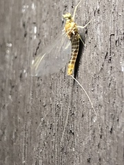 Ephemerella needhami