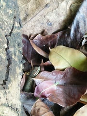 Eutropis rugifera