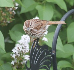 Melospiza melodia