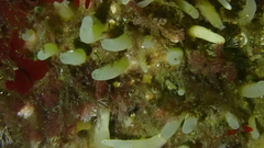 Polymastia pachymastia