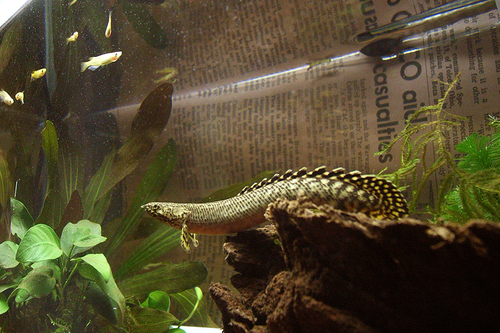 Ornate Bichir
