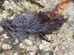 Odonthalia