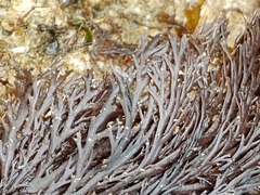 Odonthalia