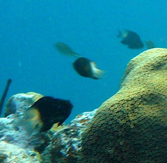 Stegastes partitus