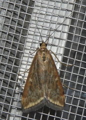 Loxostege sticticalis