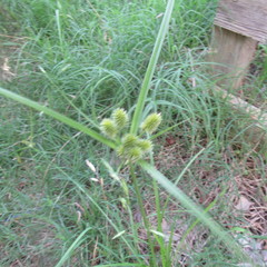 Cyperus echinatus