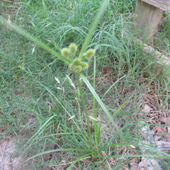 Cyperus echinatus