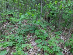 Smilax herbacea