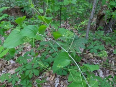 Smilax herbacea