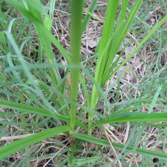 Cyperus echinatus
