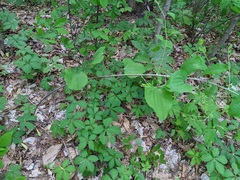 Smilax herbacea