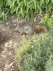 Sciurus niger