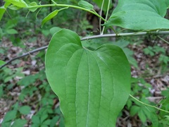 Smilax herbacea