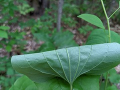Smilax herbacea