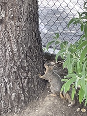 Sciurus niger