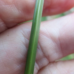 Cyperus echinatus