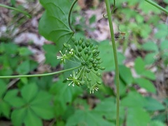 Smilax herbacea