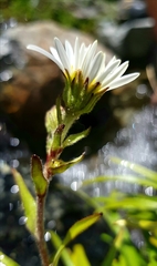 Dolichoglottis scorzoneroides