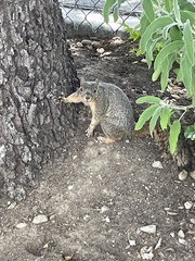 Sciurus niger