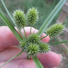 Cyperus echinatus