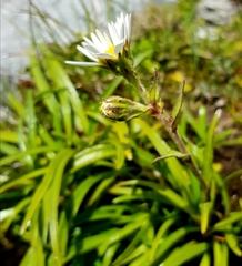 Dolichoglottis scorzoneroides