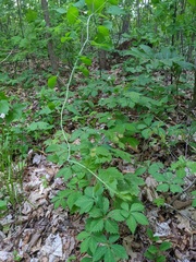 Smilax herbacea