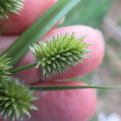 Cyperus echinatus