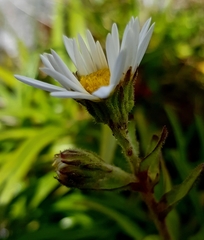 Dolichoglottis scorzoneroides