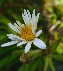 Dolichoglottis scorzoneroides