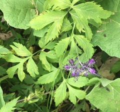 Hydrophyllum virginianum atranthum