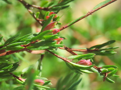 Darwinia biflora