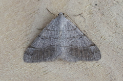 Digrammia muscariata