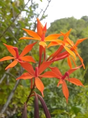 Epidendrum wrightii