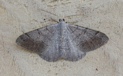 Digrammia muscariata