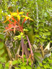 Epidendrum wrightii