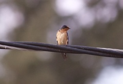 Hirundo rustica
