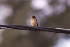 Hirundo rustica