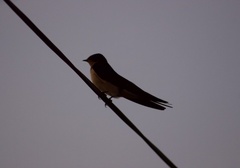 Hirundo rustica