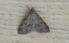 Hemeroplanis historialis