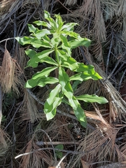 Lilium washingtonianum