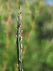 Bossiaea scolopendria