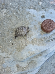 Actinemys marmorata marmorata