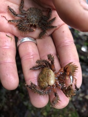 Briarosaccus tenellus