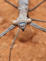 Archimantis quinquelobata
